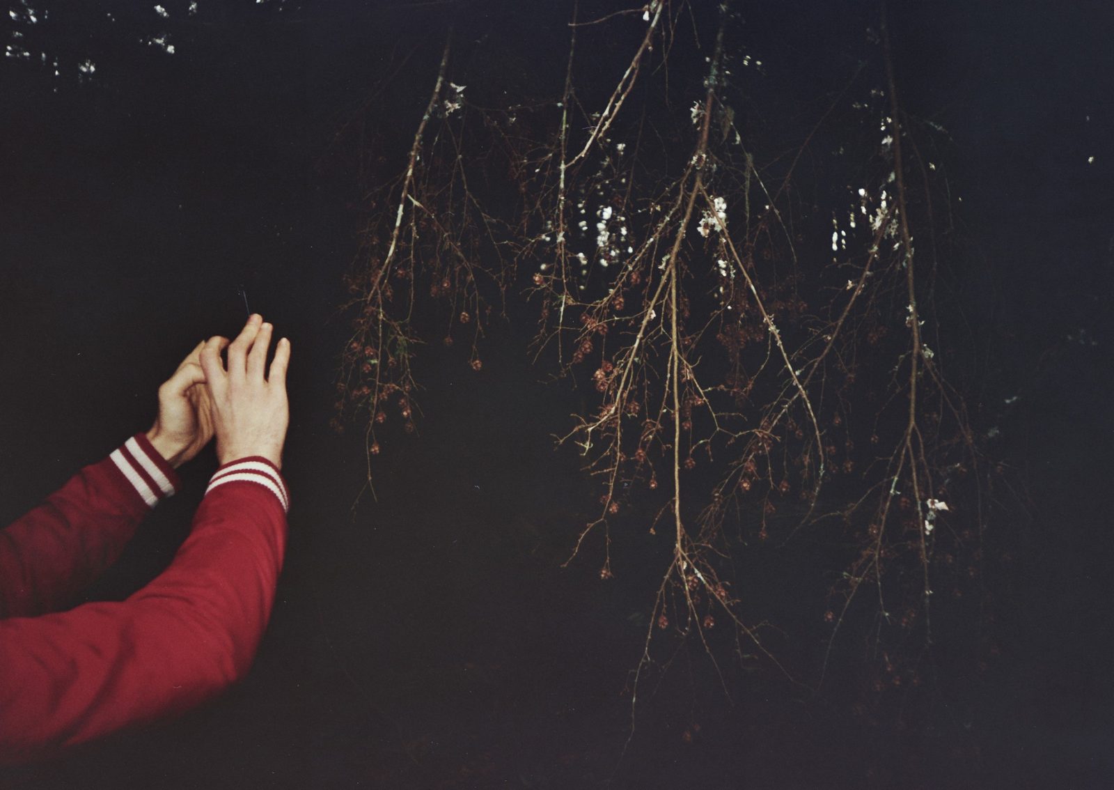 Hands reaching toward branches