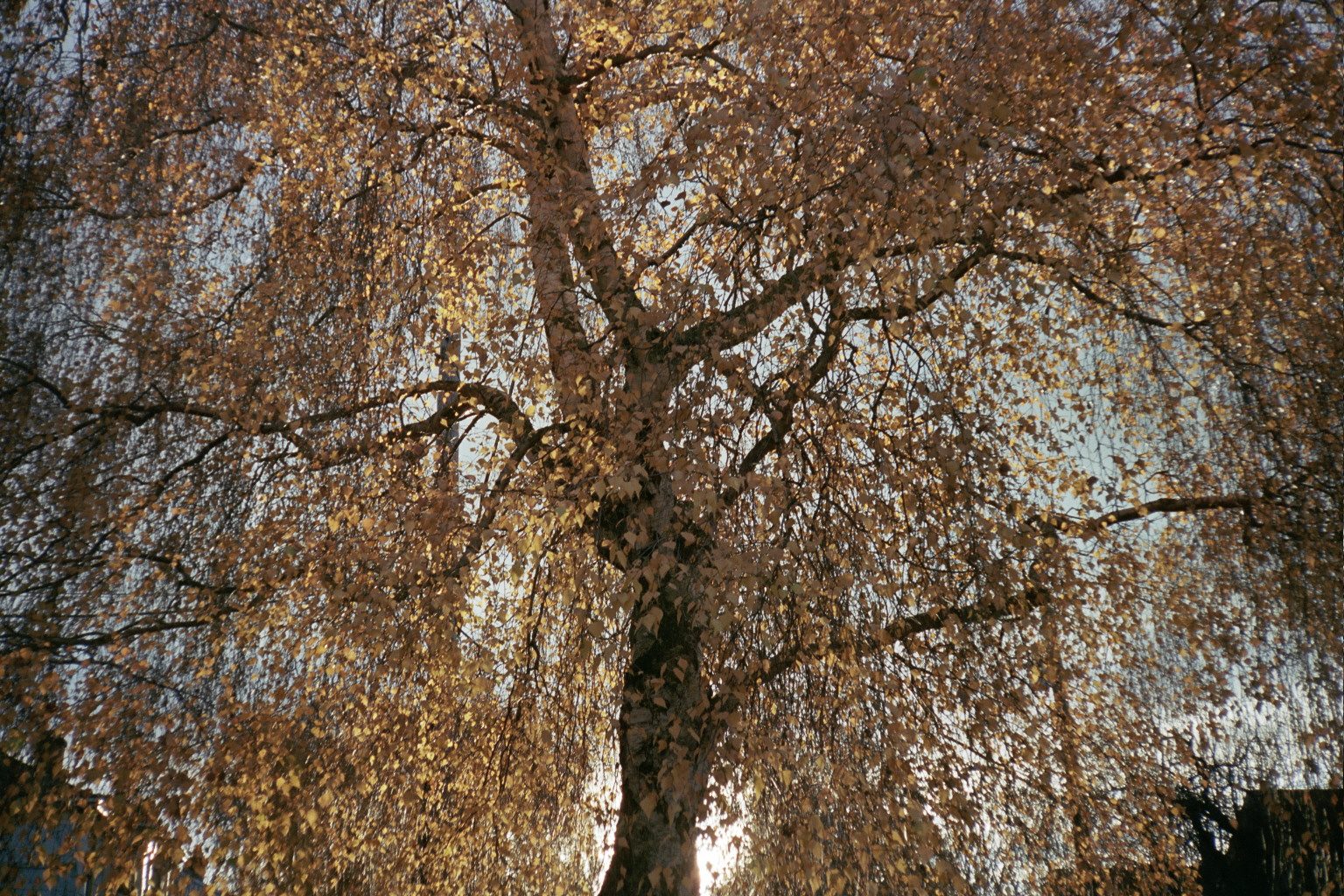 Birch tree in autumn light