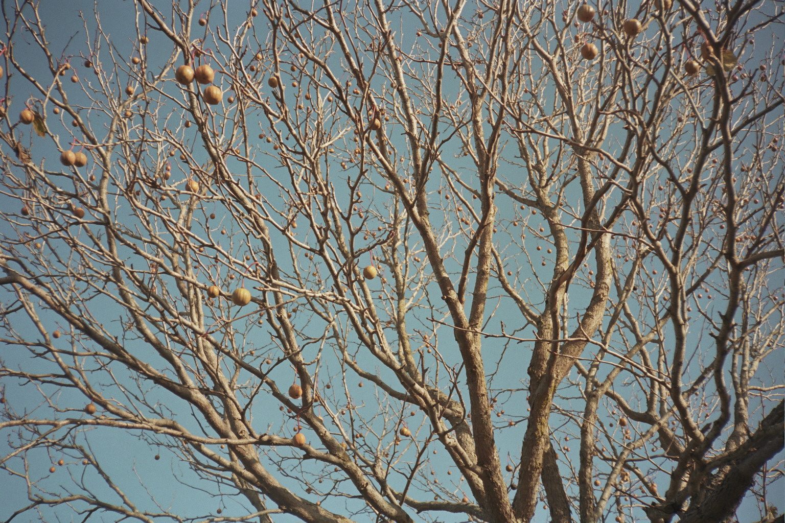 Tree with hanging fruit against blue sky