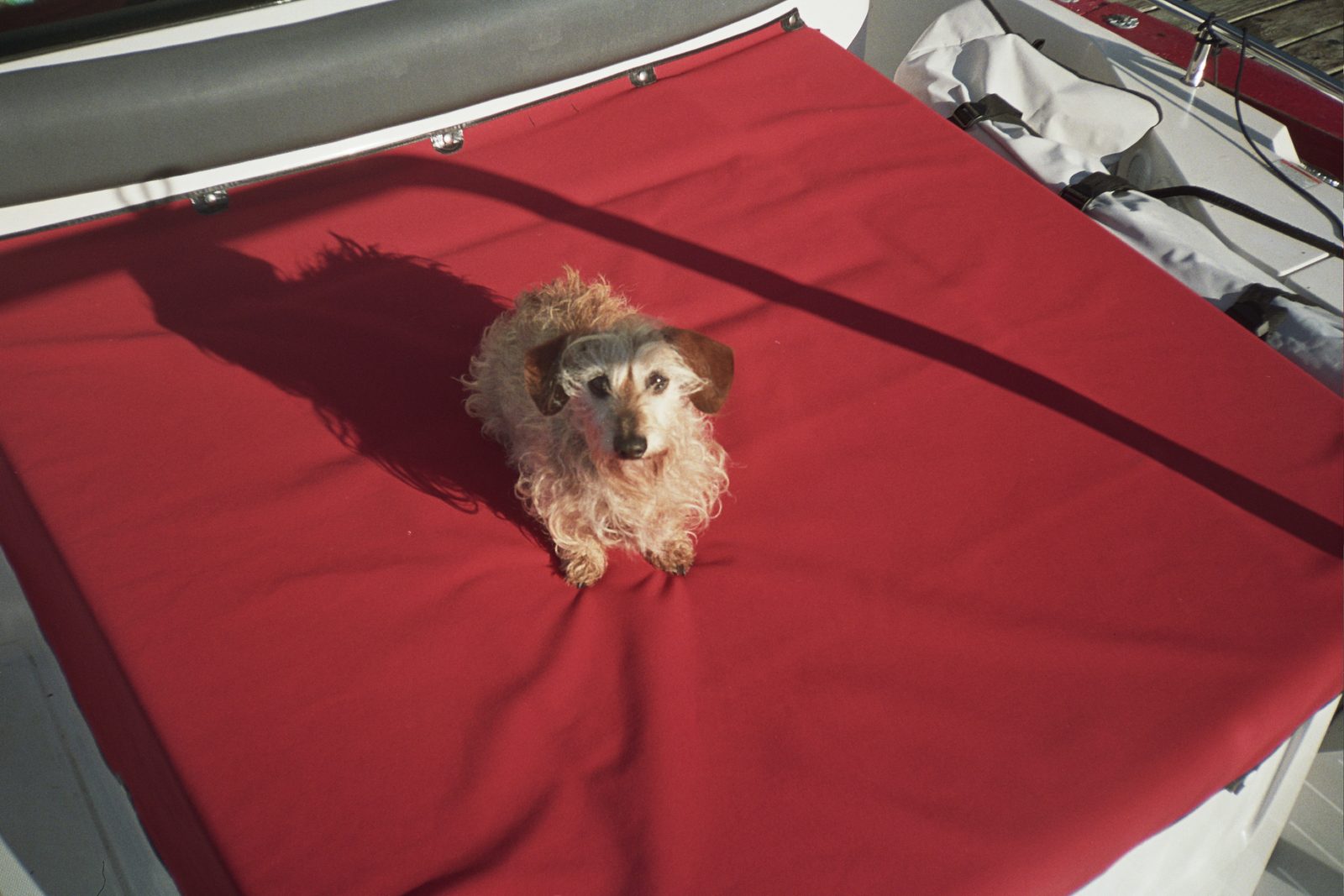 Dog on red boat cover