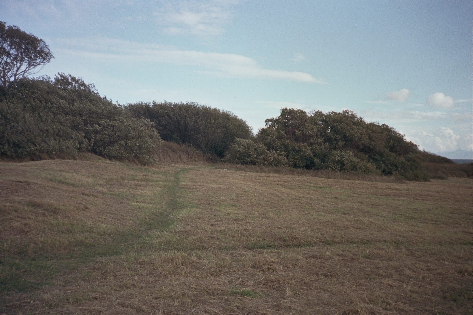 Field path with trees
