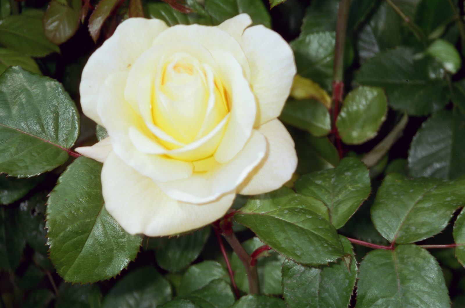White rose