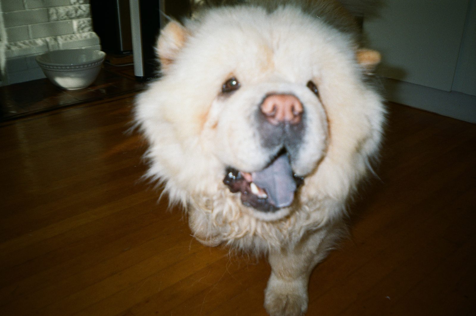 Chow chow dog