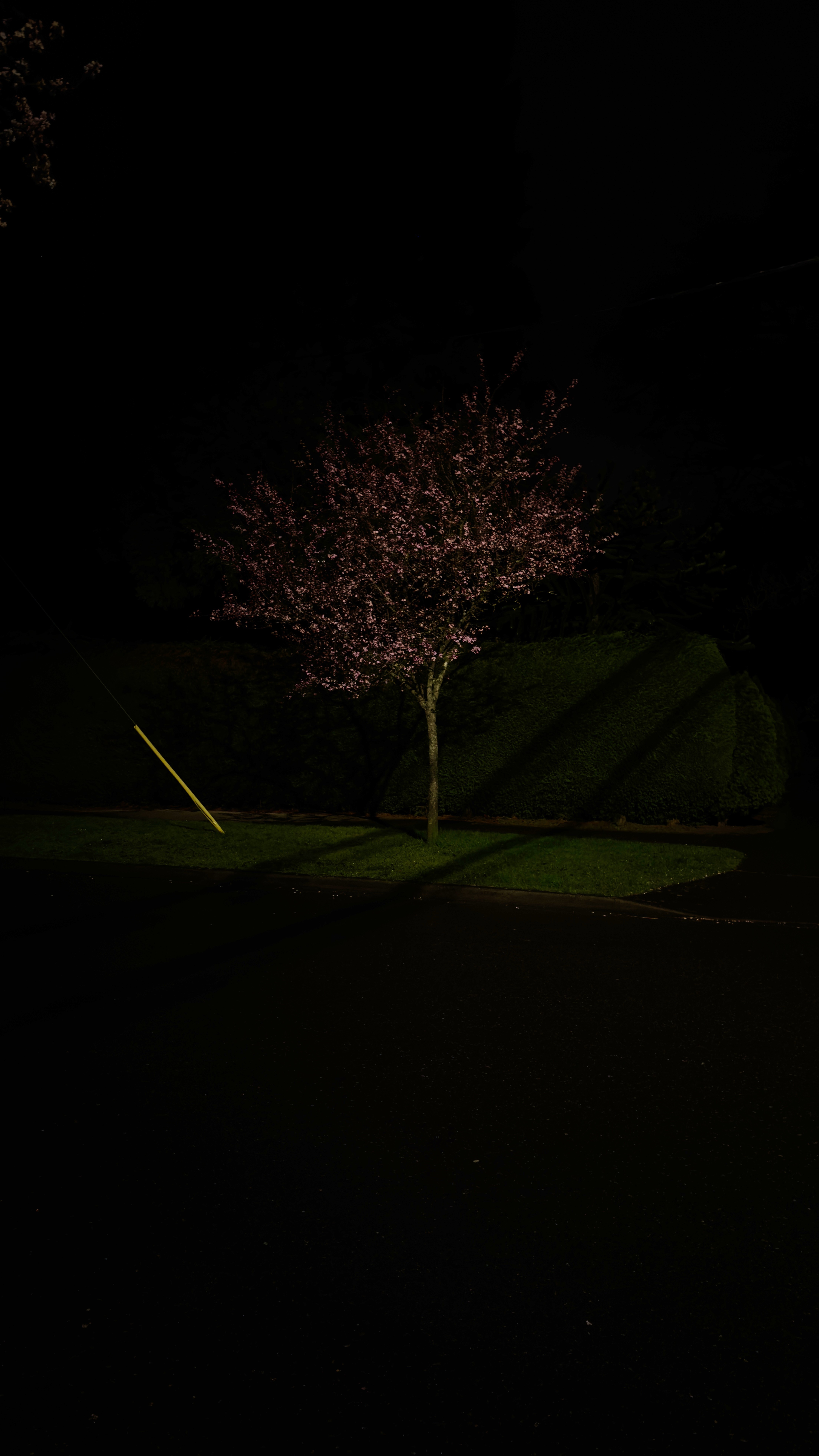Cherry blossom tree at night