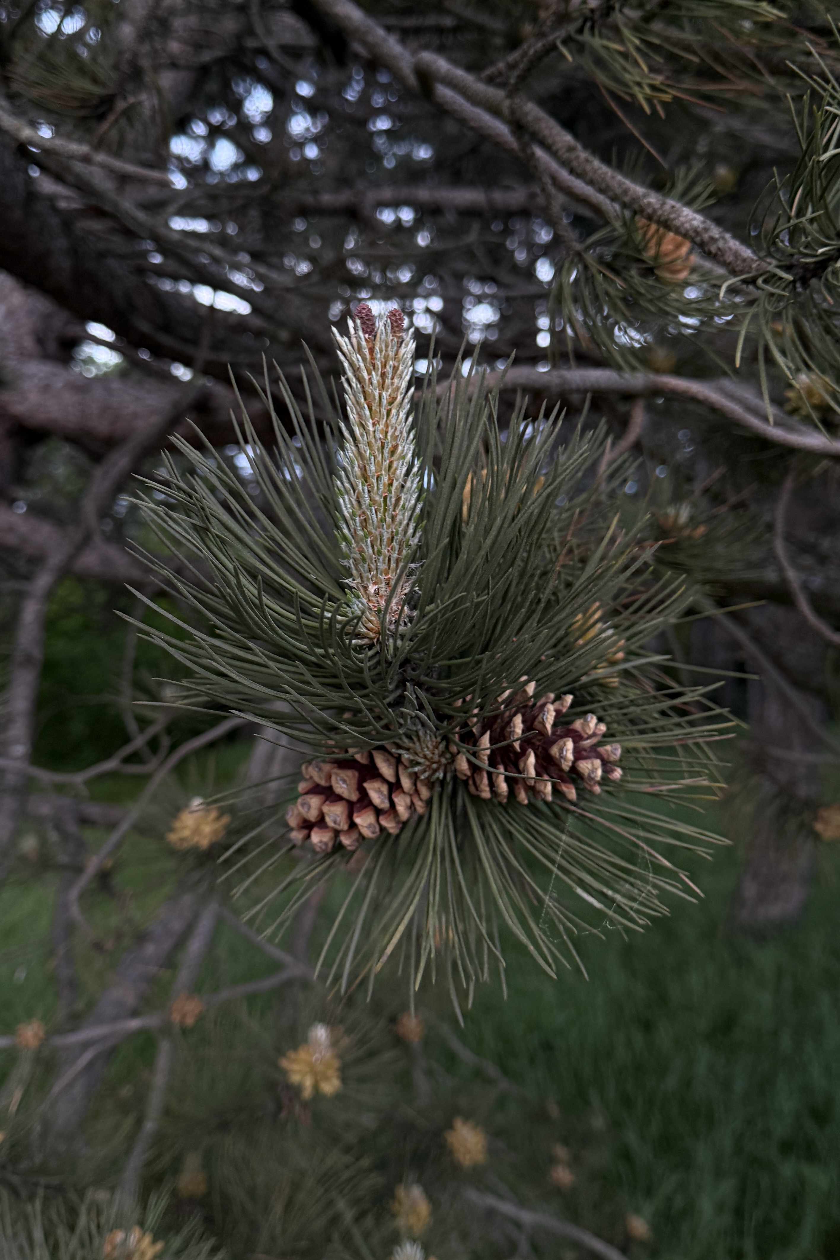 Pine cones and needles